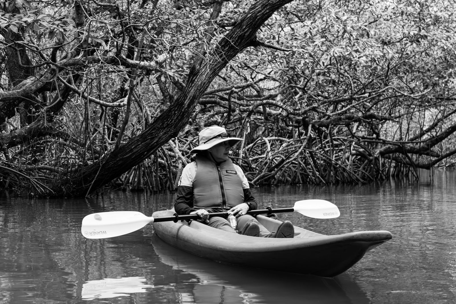 Mangrove kayak eco tour